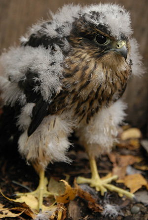 Merlin nestling