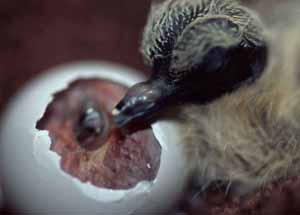 Mourning Dove hatchling