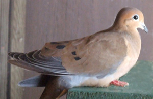 Mourning Dove with a shoulder injury caused by a window strike