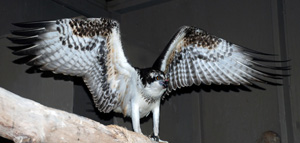 Osprey