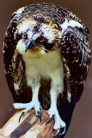 Osprey