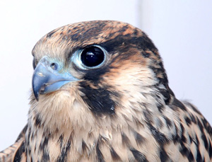 Peregrine Falcon