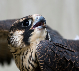 Peregrine Falcon