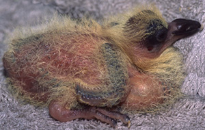 Rock Pigeon nestling