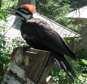 Pileated Woodpecker female