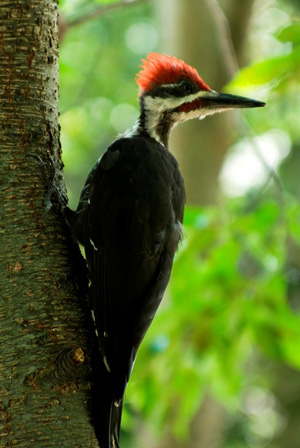 Pileated Woodpecker male