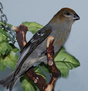 Pine Grosbeak female