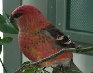 Pine Grosbeak male