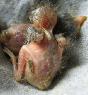 American Robin hatchlings