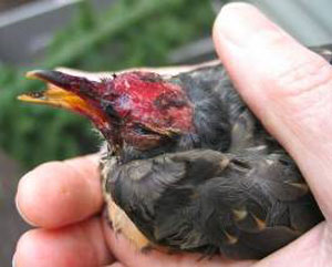 Scalped Robin