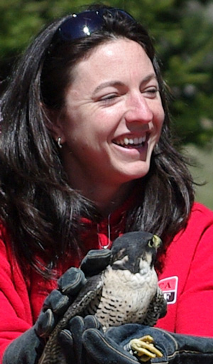 Shelley Spanswick prepares to release a Peregrine Falcon
