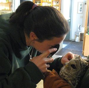 Shelley Spanswick examines a Barred Owl's eye