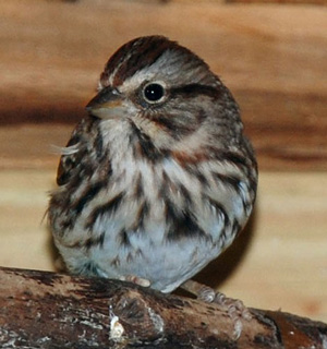Song Sparrow adult
