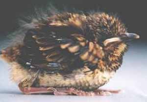 Wood Thrush nestling
