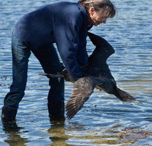 Diane releases a juvenile Common Loon