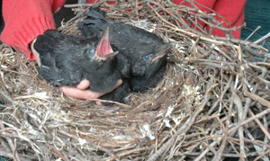 American Crow Nestlings