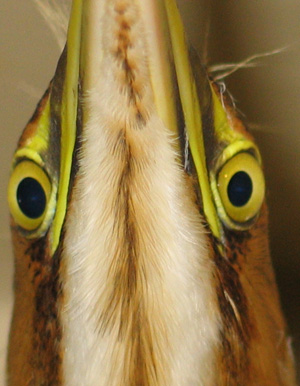 Face of American Bittern in alarm stance